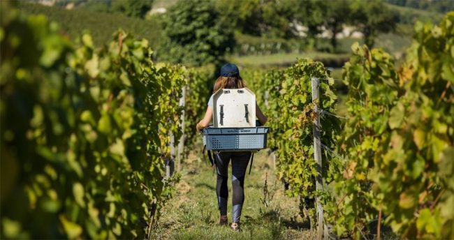 Eine Person bei der Ernte im Weinberg (Ch. Troplong-Mondot)